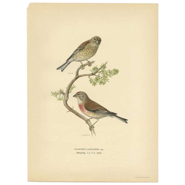Antiker antiker Vogeldruck des Common Linnet von Von Wright, 1927