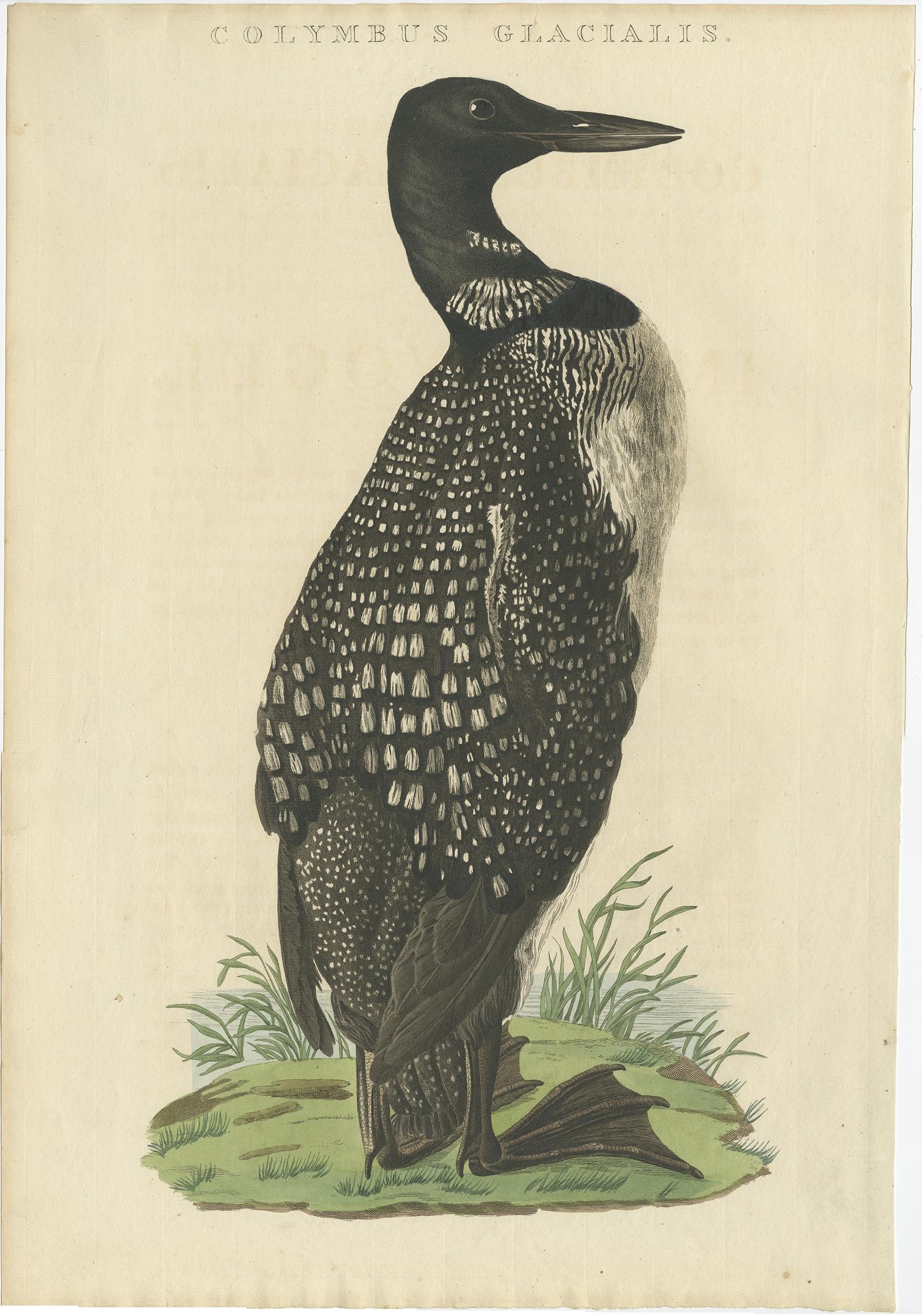 Antique print titled 'Colymbus Glacialis'. 

This print depicts the common loon (Dutch: ijsduiker). The common loon or great northern diver (Gavia immer) is a large member of the loon, or diver, family of birds. Breeding adults have a plumage that