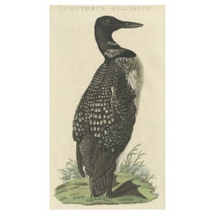 Grabado antiguo de aves del somorgujo común por Sepp & Nozeman, 1829