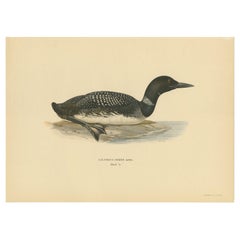 Antique Bird Print of the Common Loon by Von Wright '1929'