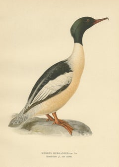 Stampa antica di uccelli del Merganser comune di Von Wright del 1929