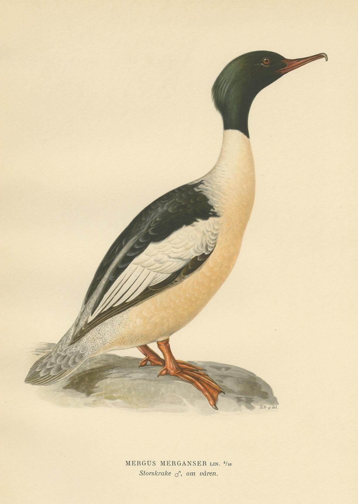 Antique Bird Print of the Common Merganser by Von Wright '1929' In Good Condition For Sale In Langweer, NL