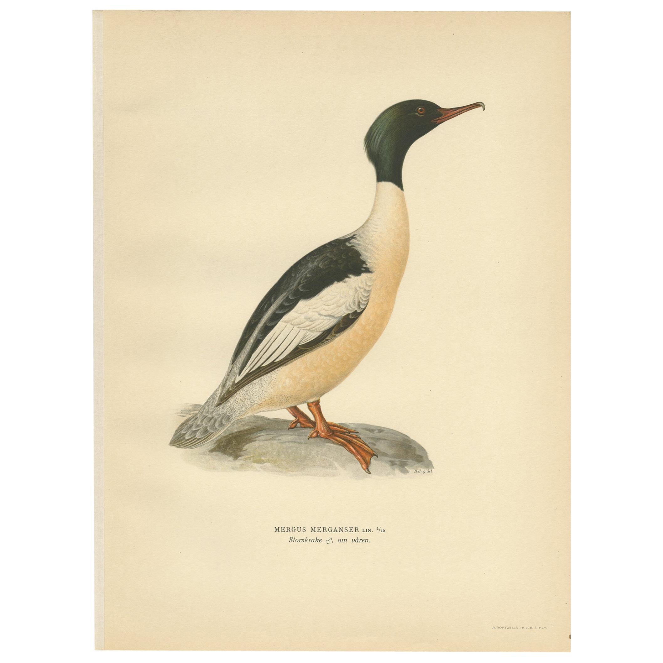 Antique Bird Print of the Common Merganser by Von Wright '1929' For Sale