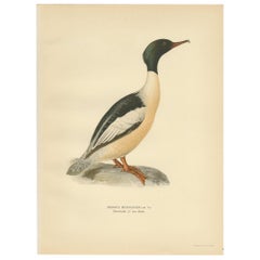 Antiker Vogeldruck des Common Merganser von Wright aus dem Jahr 1929