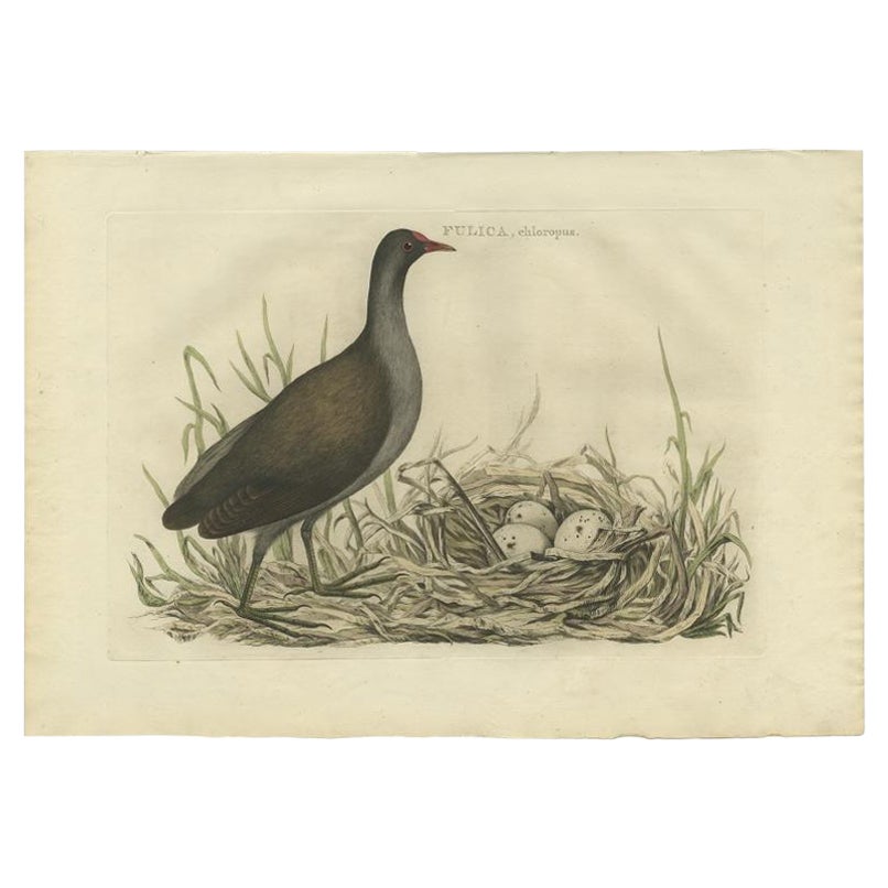 Antique Bird Print of the Common Moorhen by Sepp & Nozeman, 1770