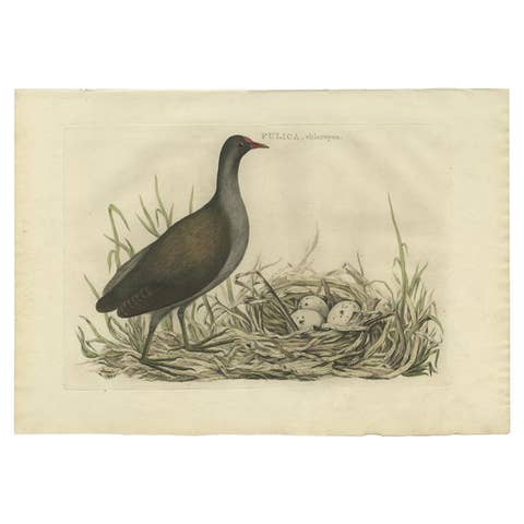 Antique Bird Print of the Common Moorhen by Sepp & Nozeman, 1770