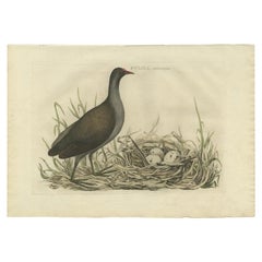 Antique Bird Print of the Common Moorhen by Sepp & Nozeman, 1770
