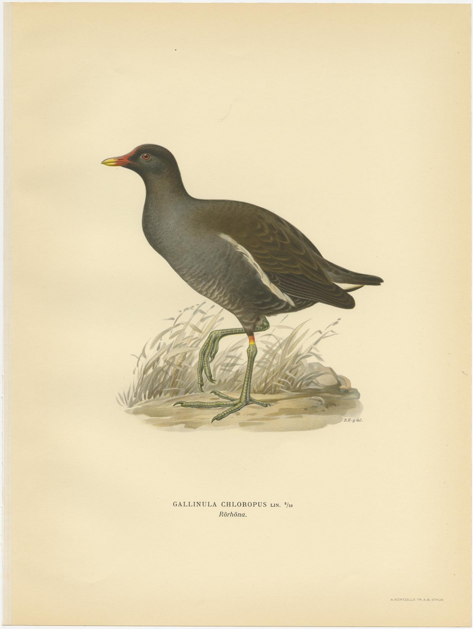Antique Bird Print of the Common Moorhen by Von Wright '1929' In Good Condition For Sale In Langweer, NL