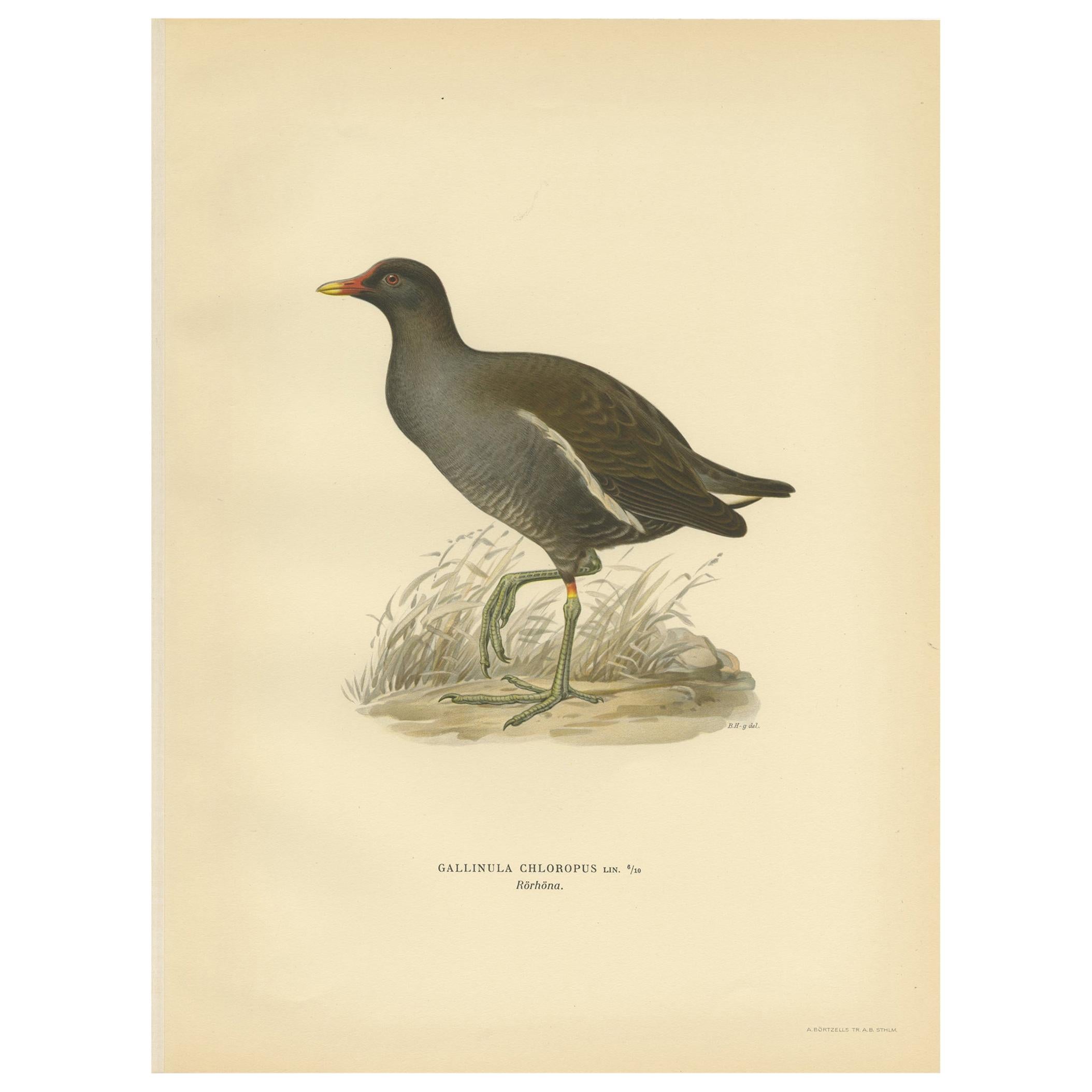 Antique Bird Print of the Common Moorhen by Von Wright '1929'
