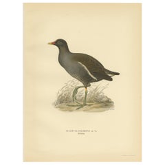 Stampa antica di uccelli della gallinella d'acqua comune di Von Wright del 1929
