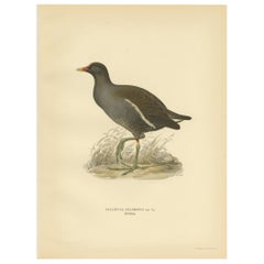 Impression ancienne d'oiseaux du Moorhen commun par Von Wright (1929)