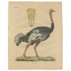 Antique Bird Print of the Common Ostrich by Goldfuss, circa 1824