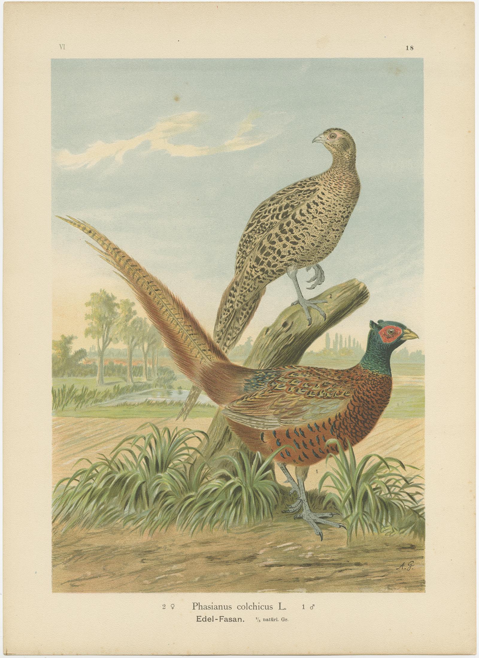 Antique bird print titled 'Phasianus Colchicus - Edel -Fasan'. Chromolithograph of the common pheasant. This print originates from J.A. Naumann's 'Naturgeschichte der Vögel Mitteleuropas', published, circa 1895.