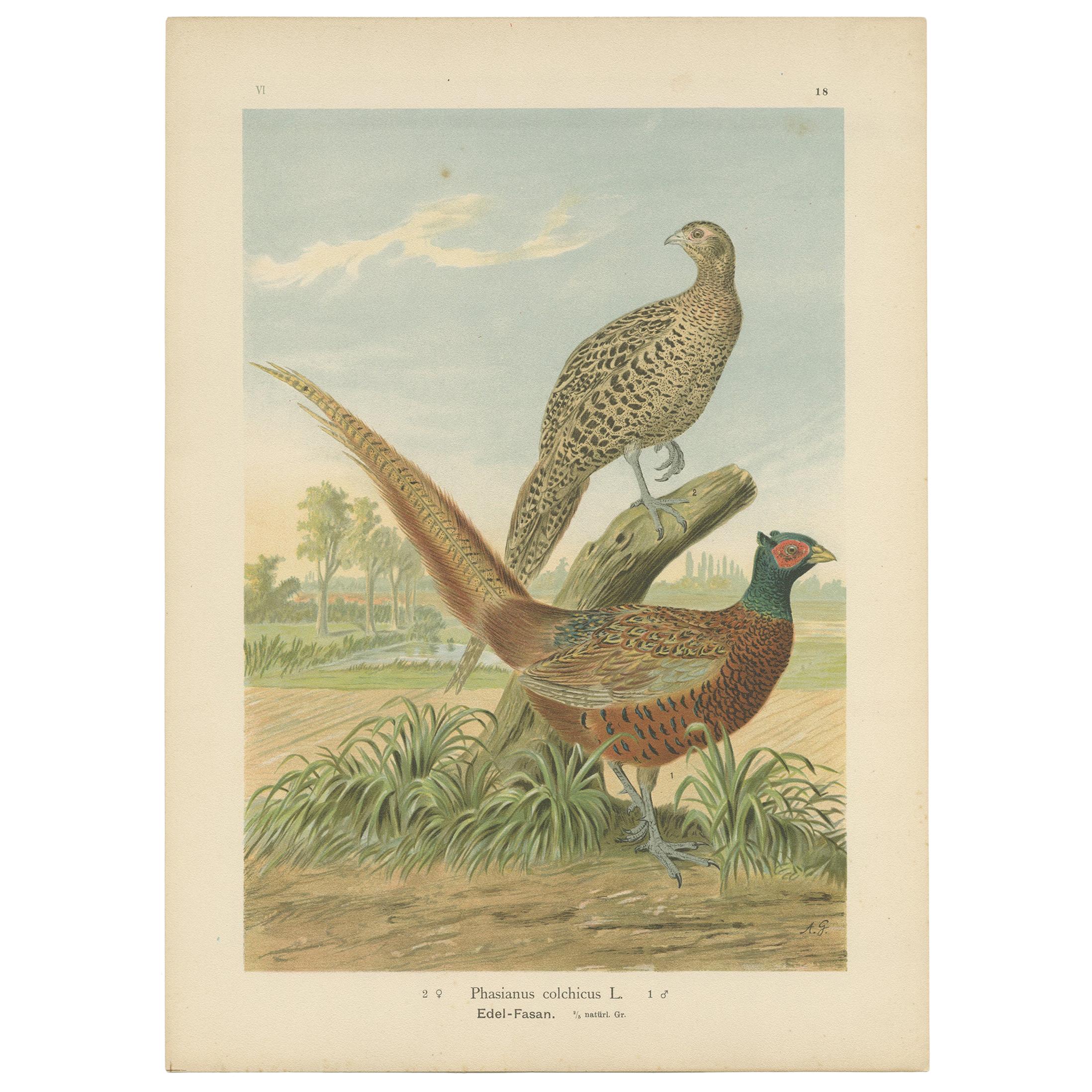Antique Bird Print of the Common Pheasant by Naumann, circa 1895