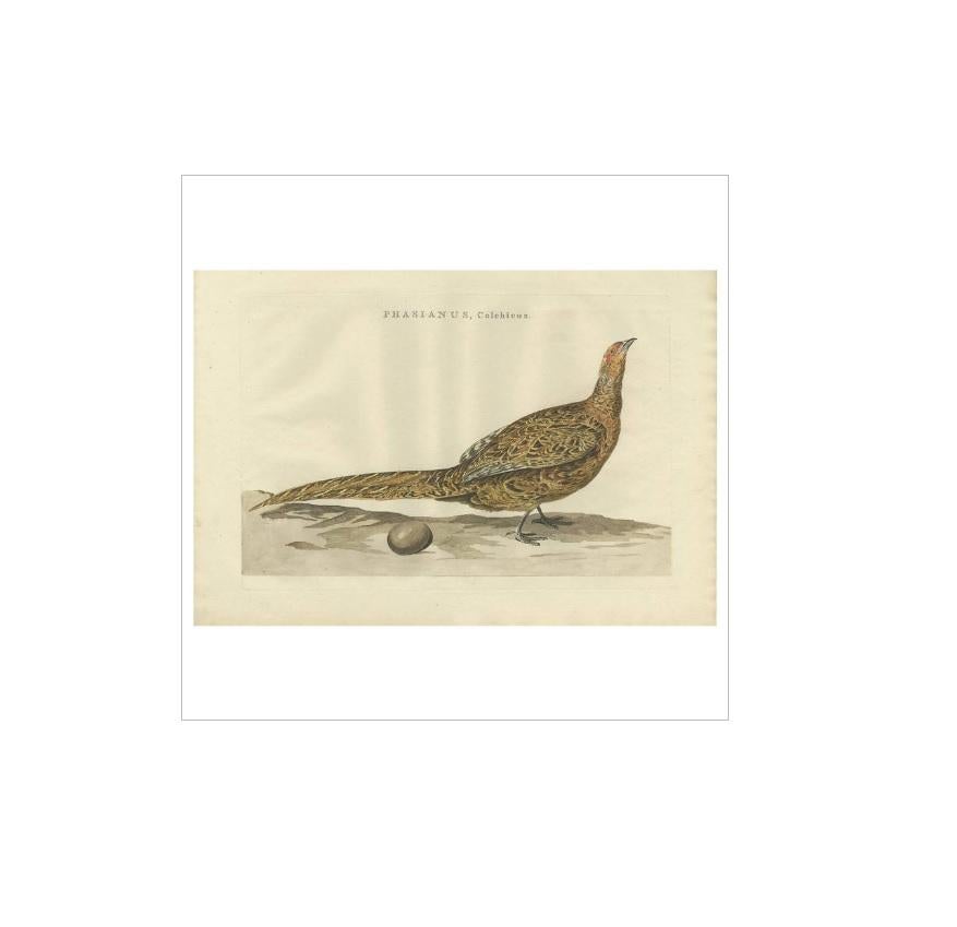 Antique print titled 'Phasianus, Colchicus'. The common pheasant (Phasianus colchicus) is a bird in the pheasant family (Phasianidae). The genus name comes from Latin phasianus, 