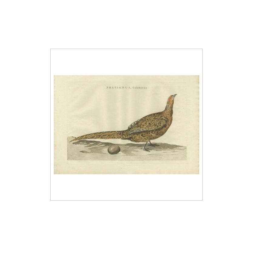 Antique Bird Print of the Common Pheasant by Sepp & Nozeman, 1789