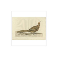 Antique Bird Print of the Common Pheasant by Sepp & Nozeman, 1789