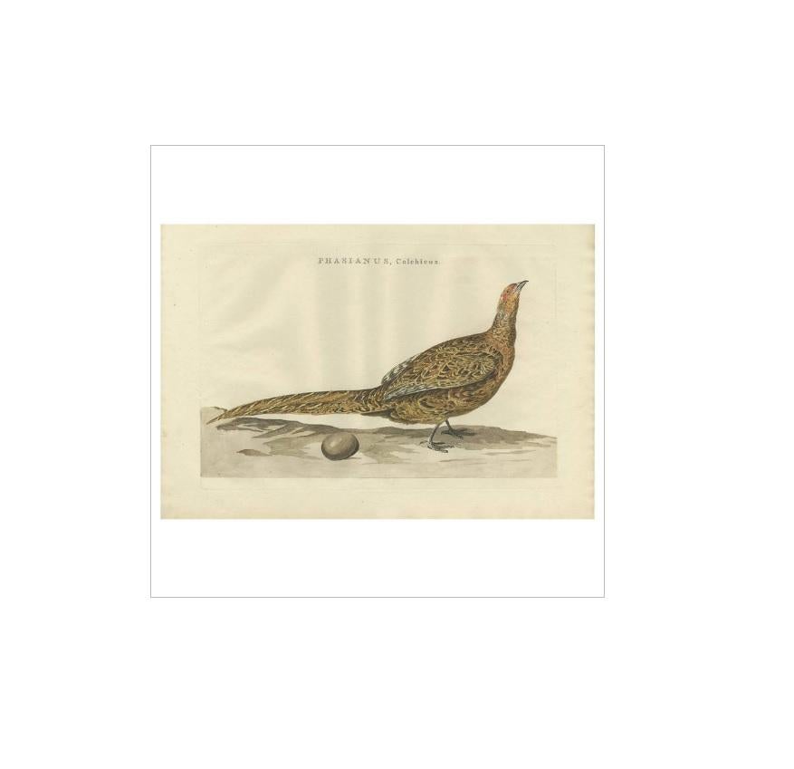 Antique Bird Print of the Common Pheasant by Sepp & Nozeman, 1789 In Good Condition For Sale In Langweer, NL