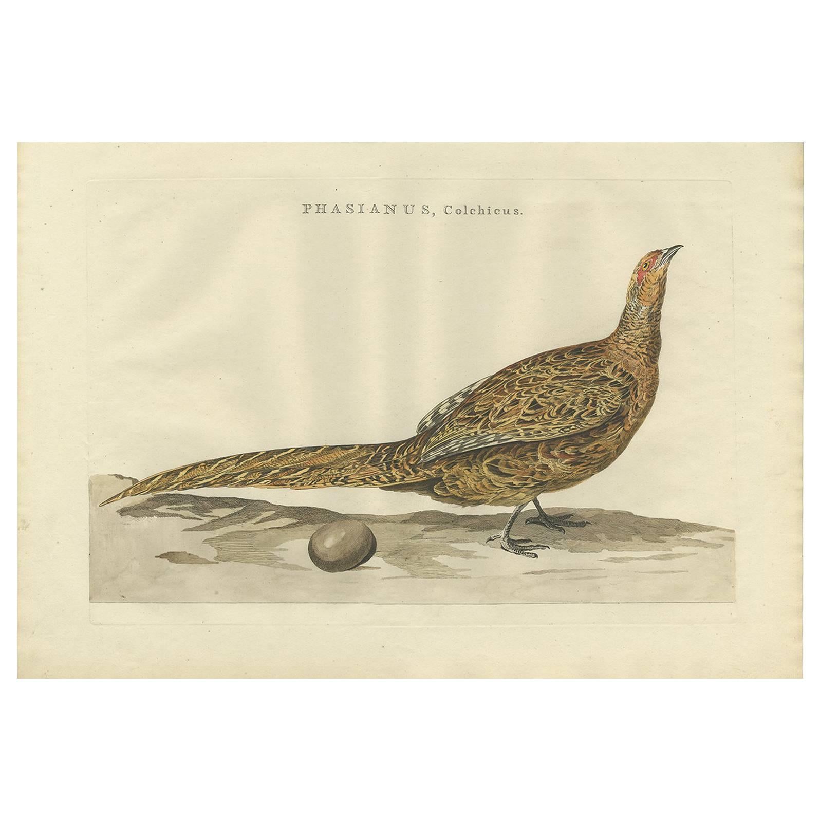 Antiker antiker Vogeldruck des gemeinsamen Fasanen von Sepp & Nozeman, 1789 im Angebot