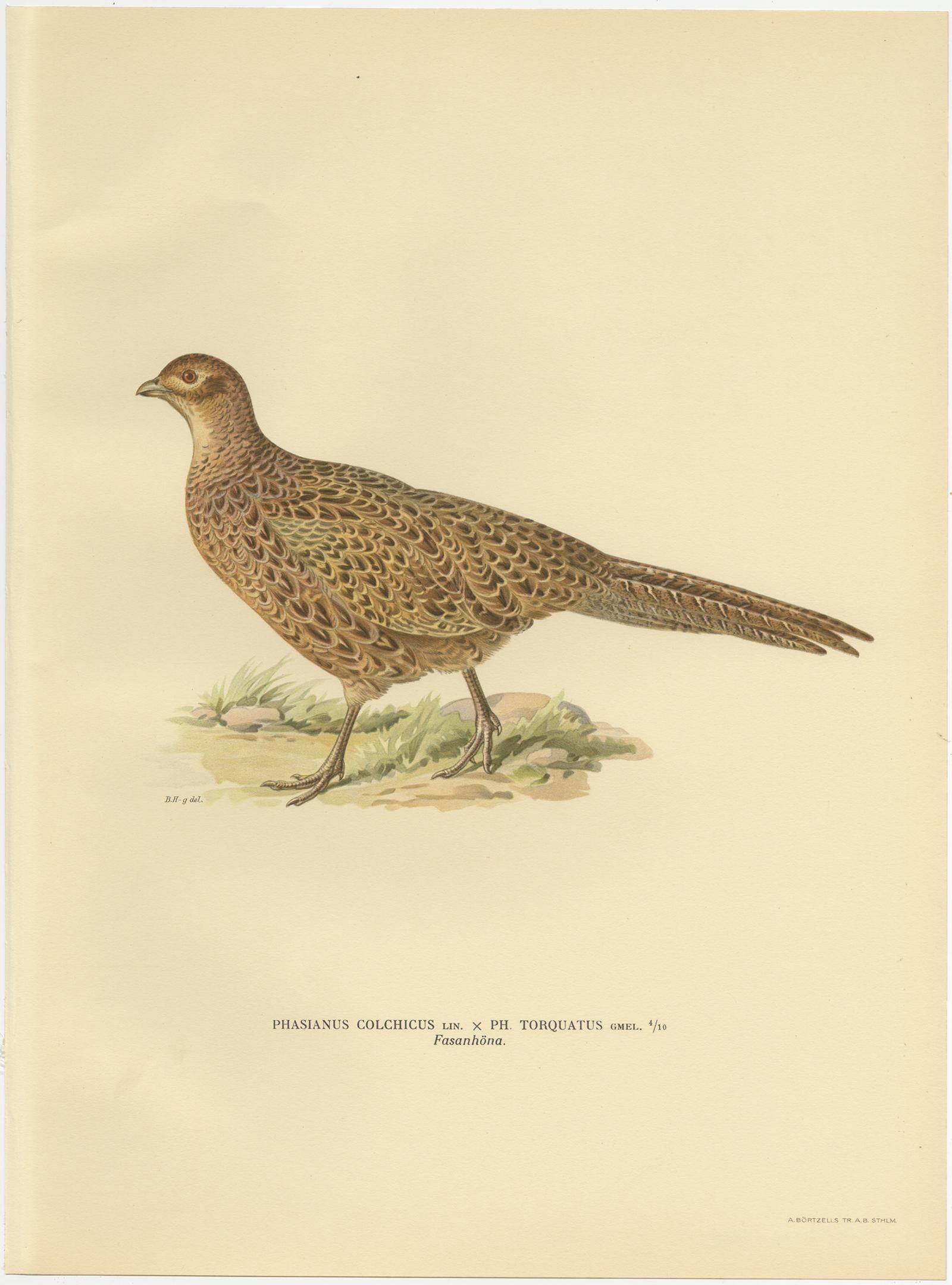 Antique Bird Print of the Common Pheasant by Von Wright '1929' In Good Condition In Langweer, NL