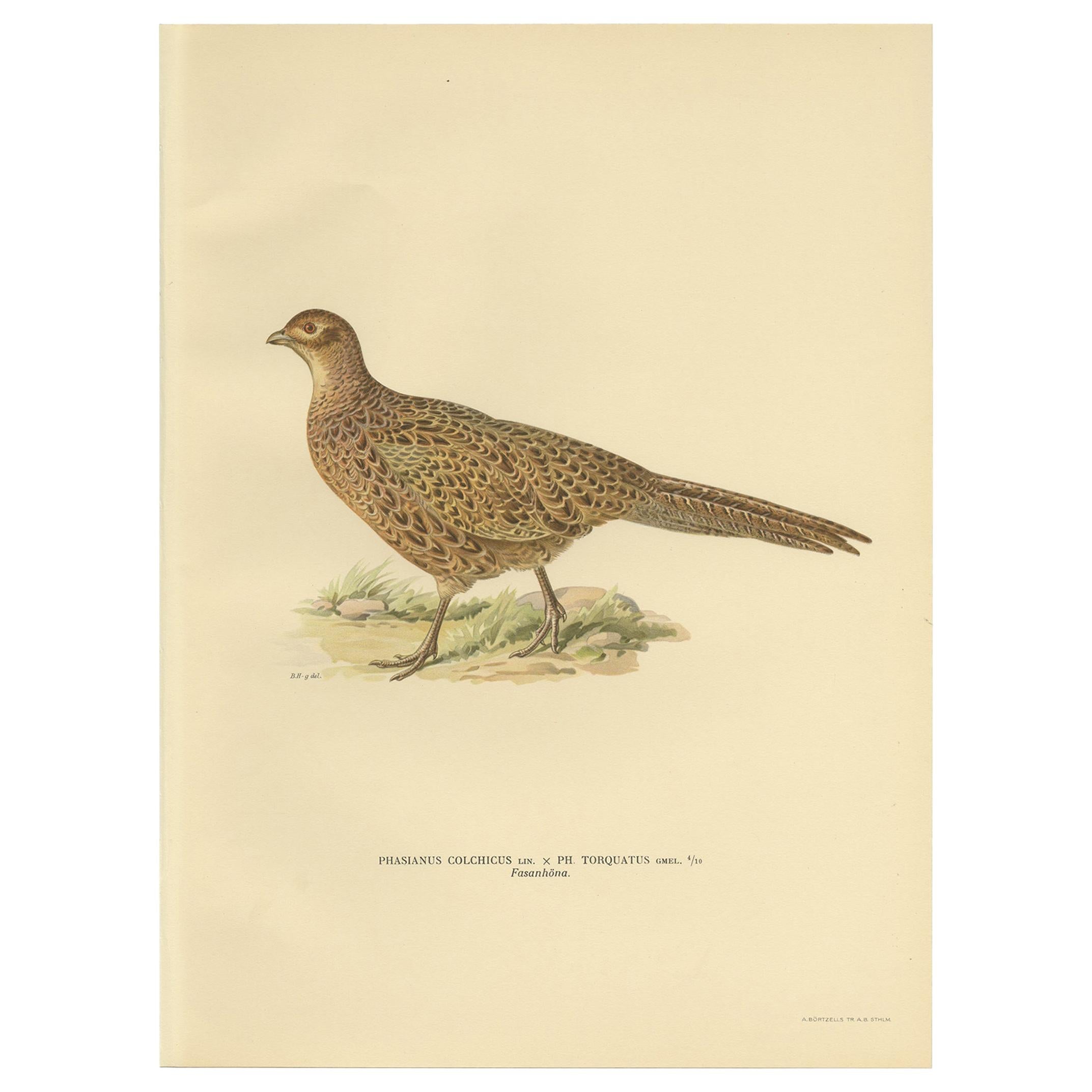 Antique Bird Print of the Common Pheasant by Von Wright '1929'