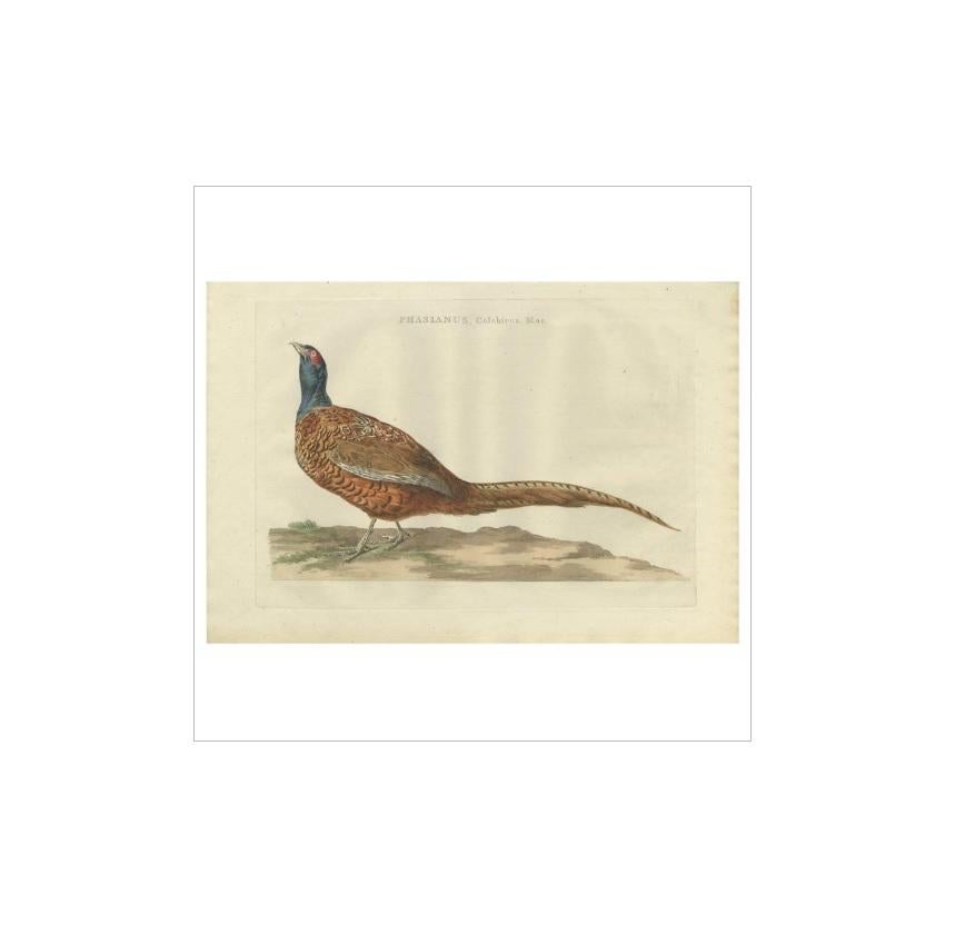 Antique print titled 'Phasianus, Colchicus, Mas'. The common pheasant (Phasianus colchicus) is a bird in the pheasant family (Phasianidae). The genus name comes from Latin phasianus, 