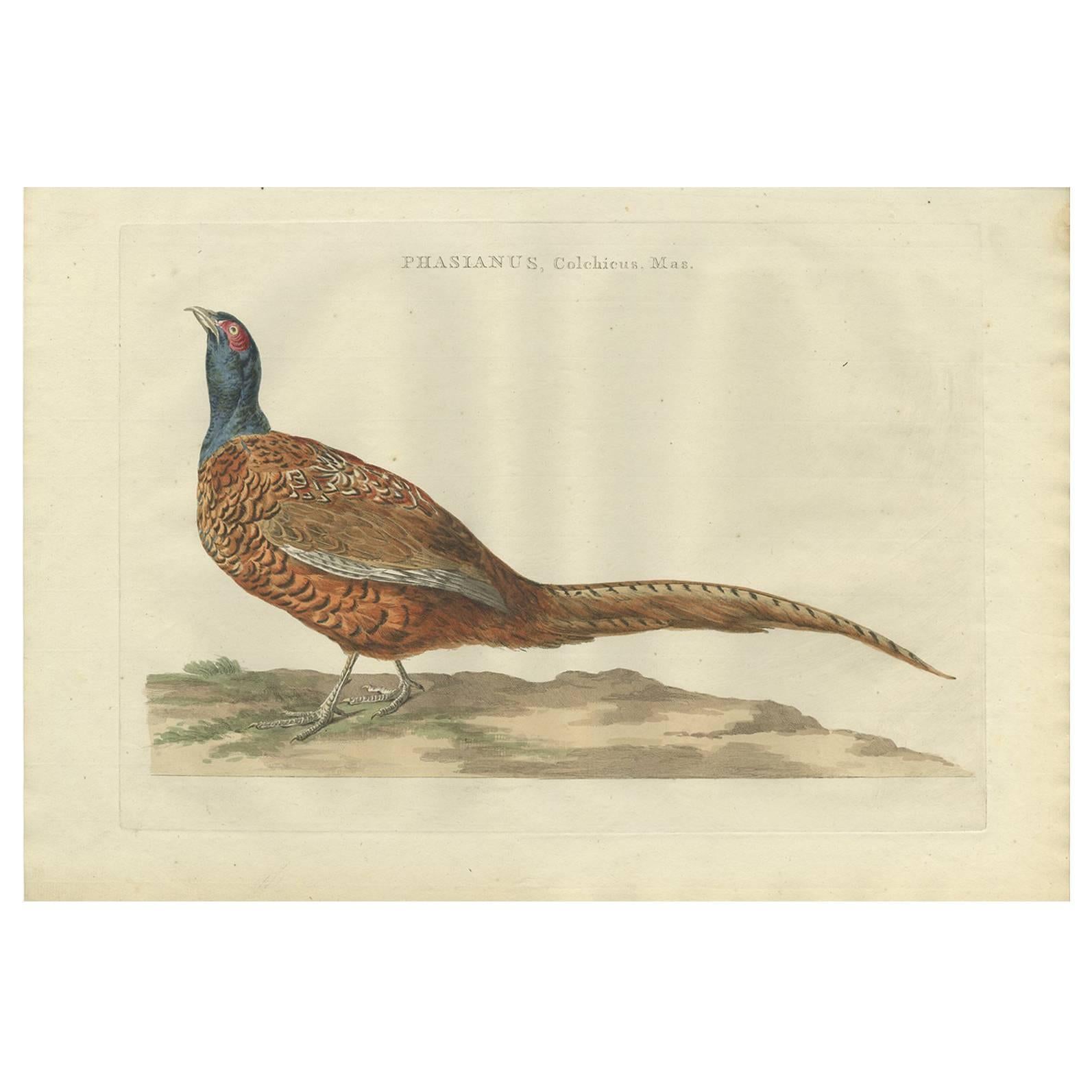 Antique Bird Print of the Common Pheasant 'Male' by Sepp & Nozeman, 1789 For Sale