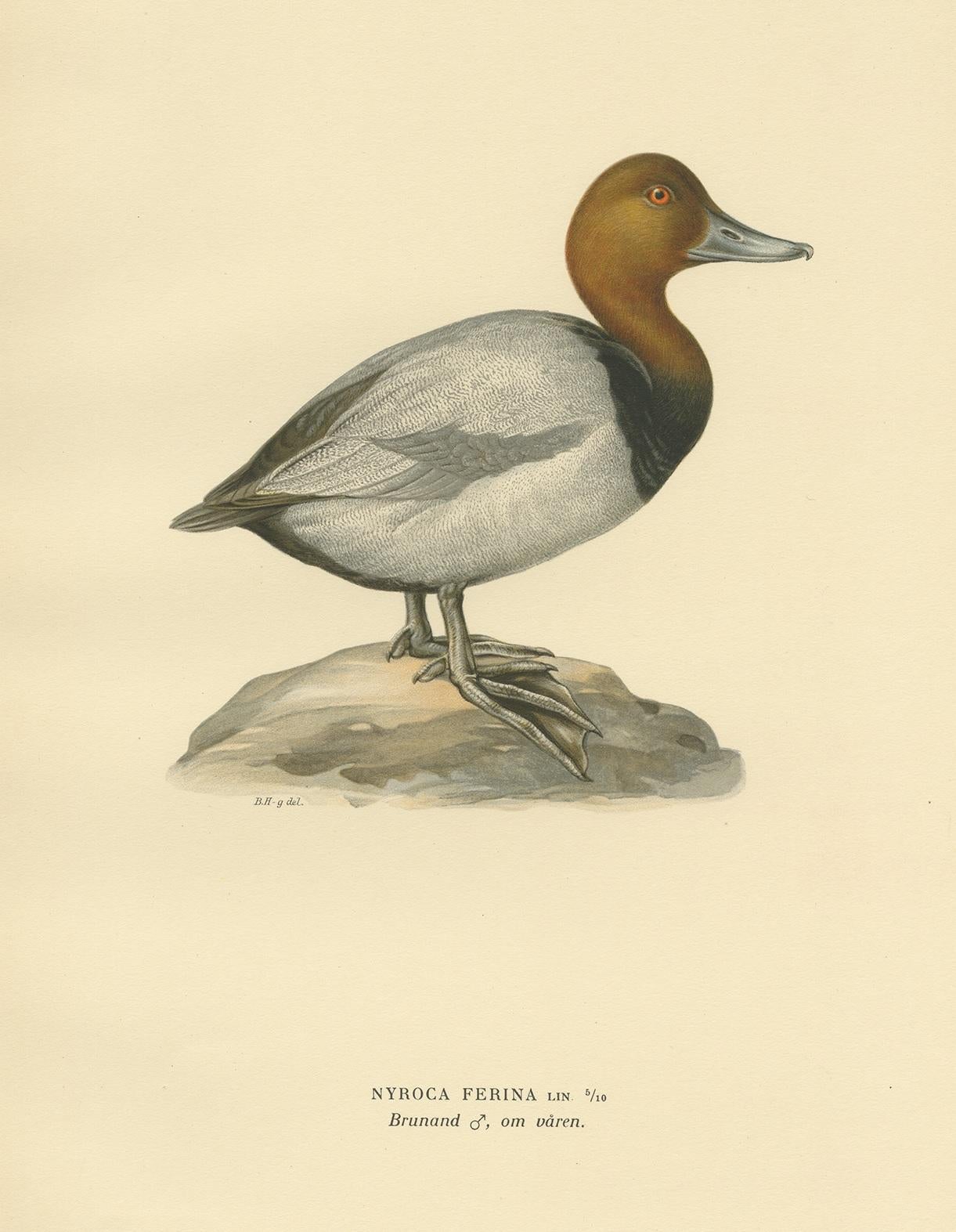 Stampa antica di uccelli intitolata 'Nyroca Ferina'. Stampa antica di uccelli che raffigura il Pochard comune. Questa stampa proviene da 