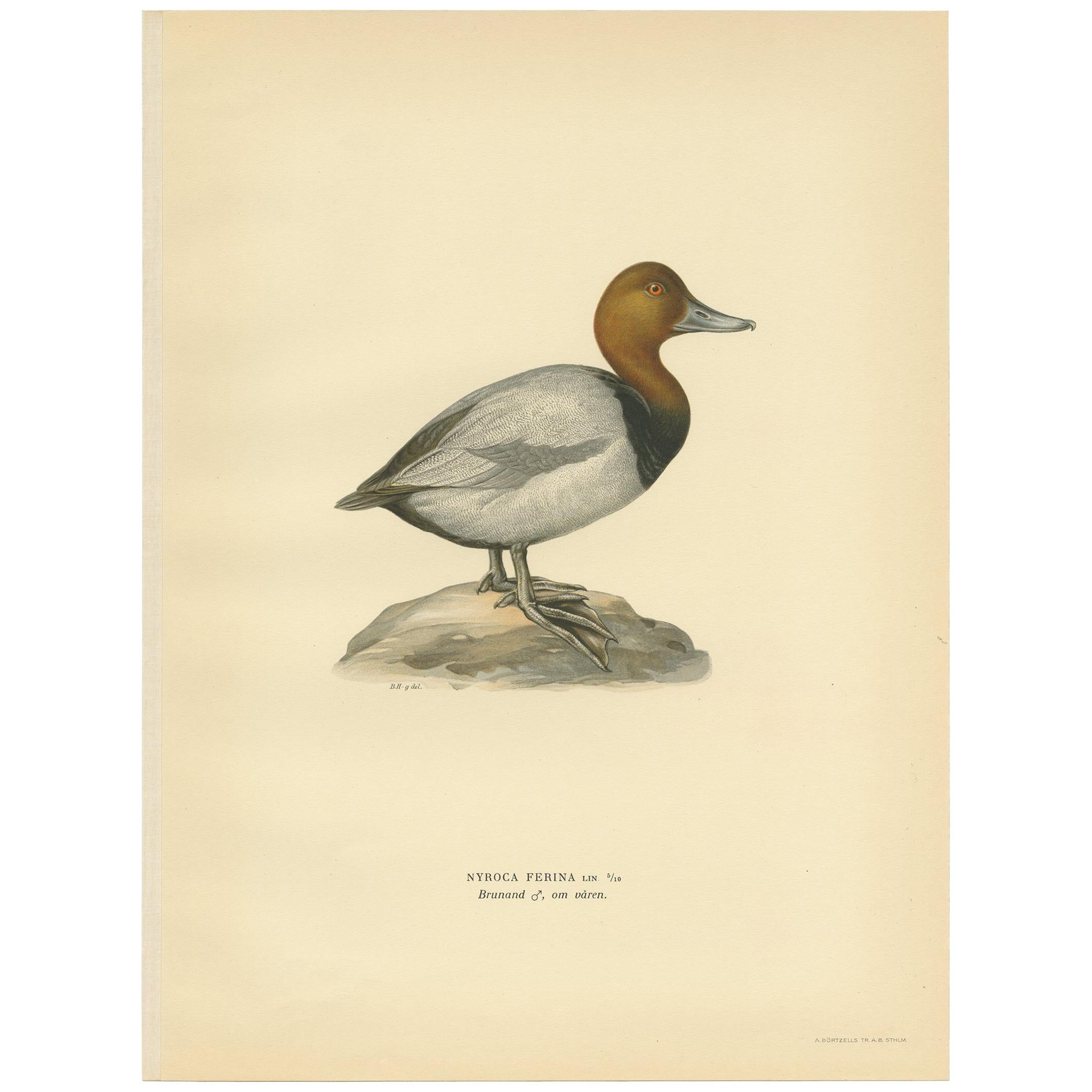 Gravure d'oiseau ancienne du fuligule milouin par Von Wright:: 1929