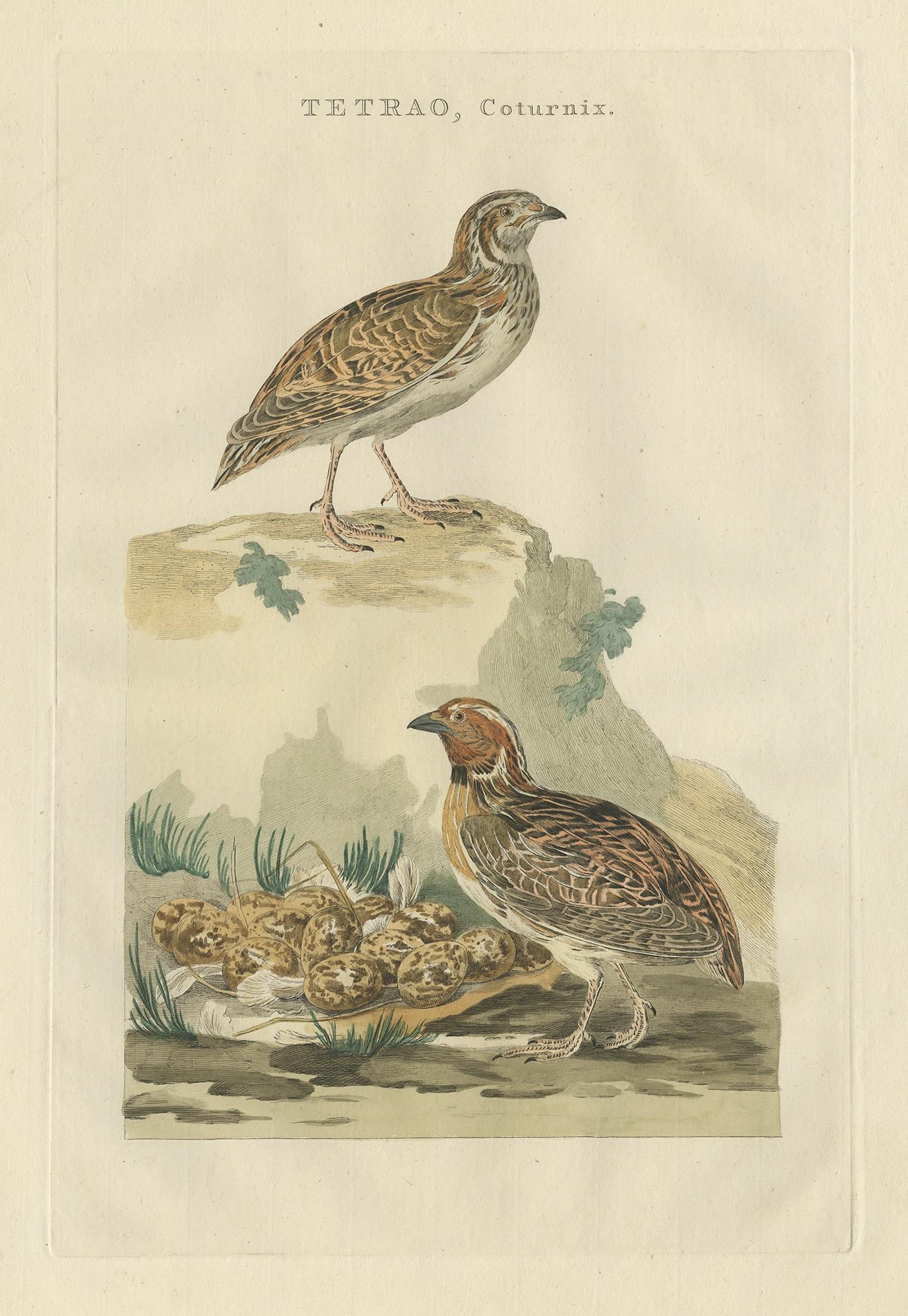 Antique print titled 'Tetrao, Coturnix'. This print depicts the common quail with nest and eggs (Dutch: kwartel). This print originates from 'Nederlandsche Vogelen; volgens hunne huisdouding, aert, en eigenschappen beschreeven