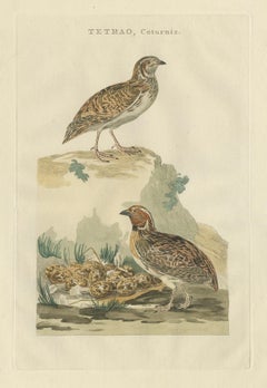 Antique Bird Print of the Common Quail by Sepp & Nozeman, 1789
