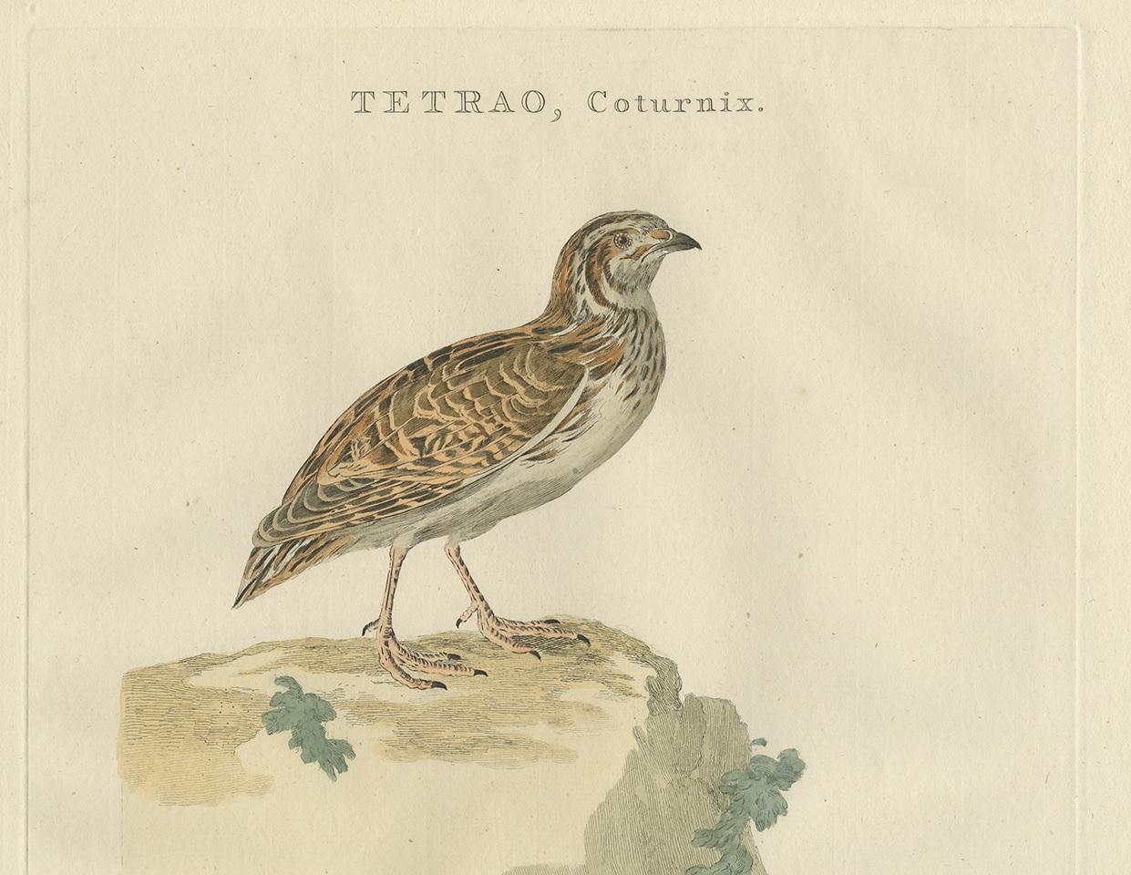 Dutch Antique Bird Print of the Common Quail by Sepp & Nozeman, 1789