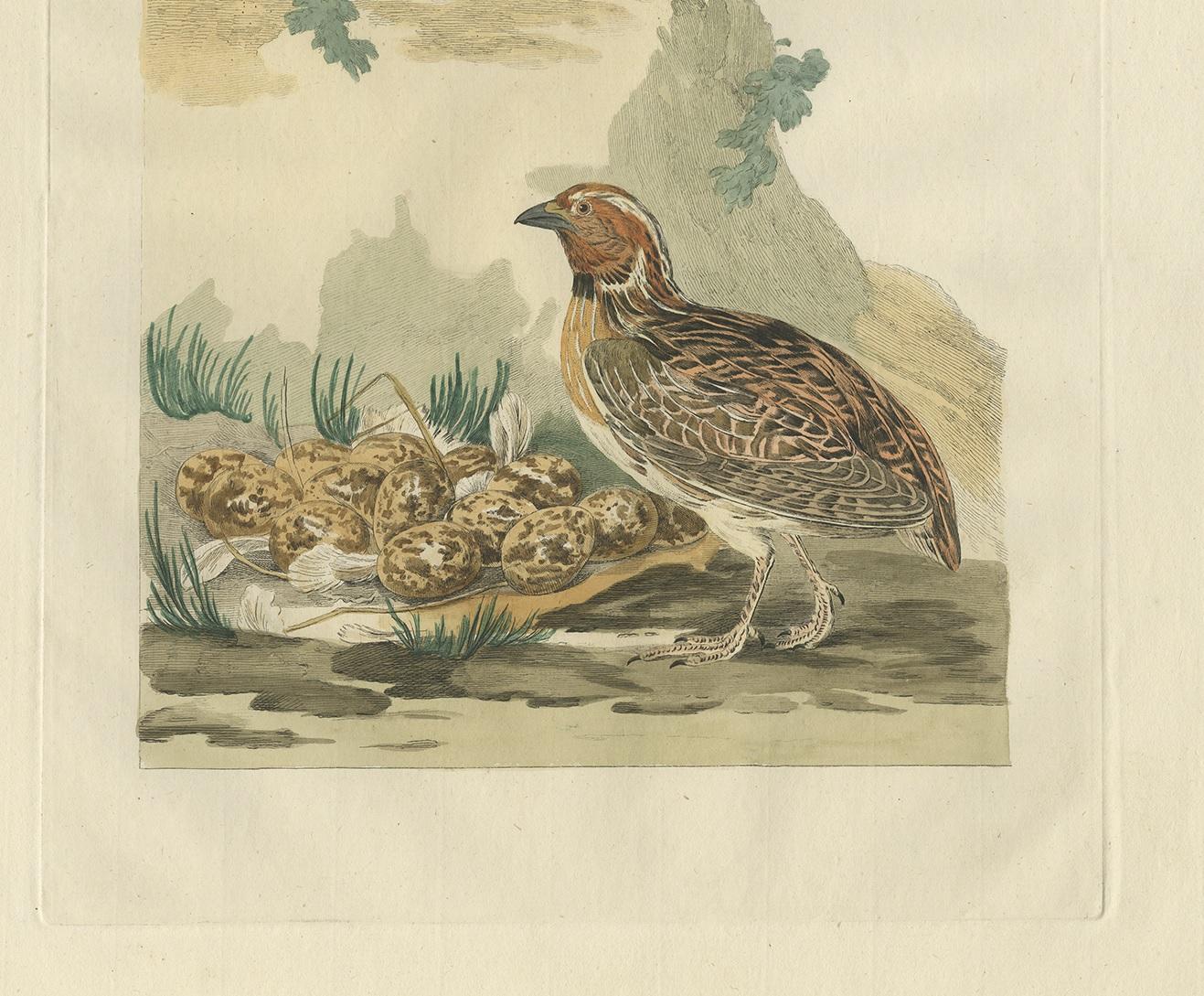 Antique Bird Print of the Common Quail by Sepp & Nozeman, 1789 In Good Condition In Langweer, NL