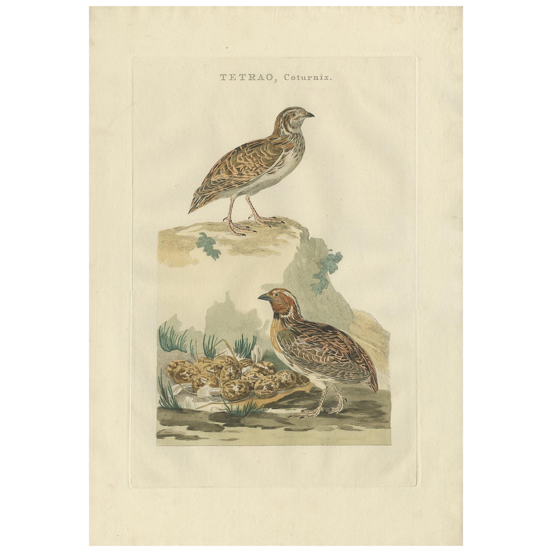 Antique Bird Print of the Common Quail by Sepp & Nozeman, 1789