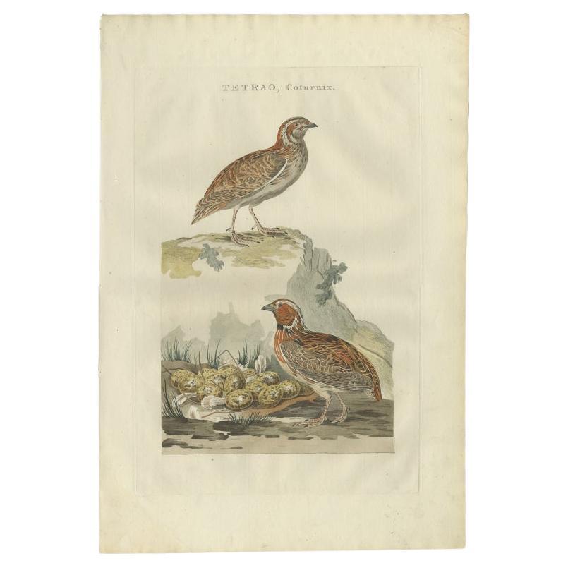 Antike handkolorierte Gravur der Common Quail von Sepp & Nozeman, 1789