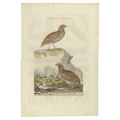 Antique Hand-colored Engraving of the Common Quail by Sepp & Nozeman, 1789