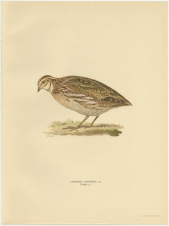 Antique Bird Print of the Common Quail by Von Wright, '1929'
