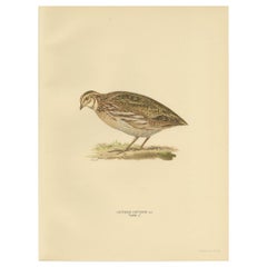 Antique Bird Print of the Common Quail by Von Wright, '1929'