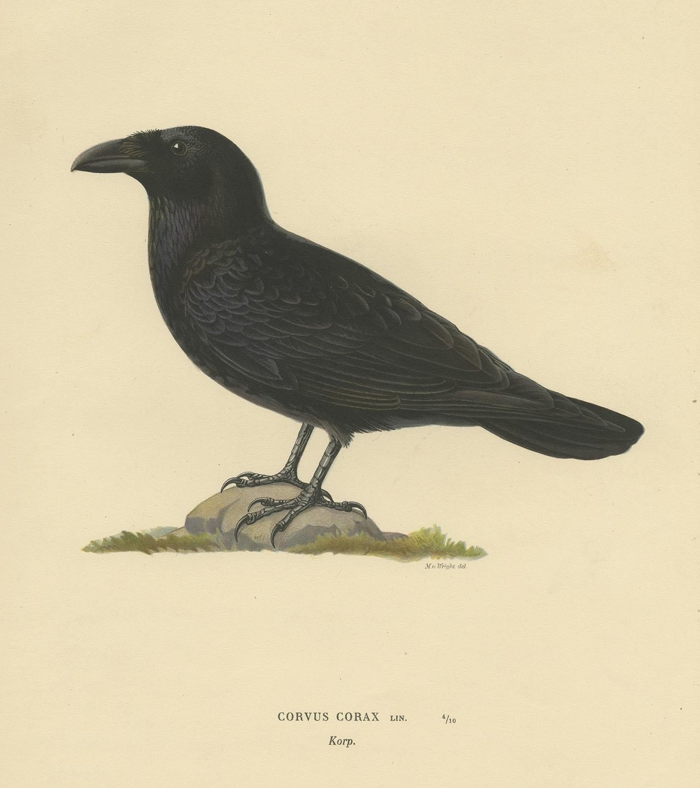 Antique bird print titled 'Corvus Corax'. Old bird print depicting the common raven. This print originates from 'Svenska Foglar Efter Naturen Och Pa Stenritade' by Magnus von Wright.