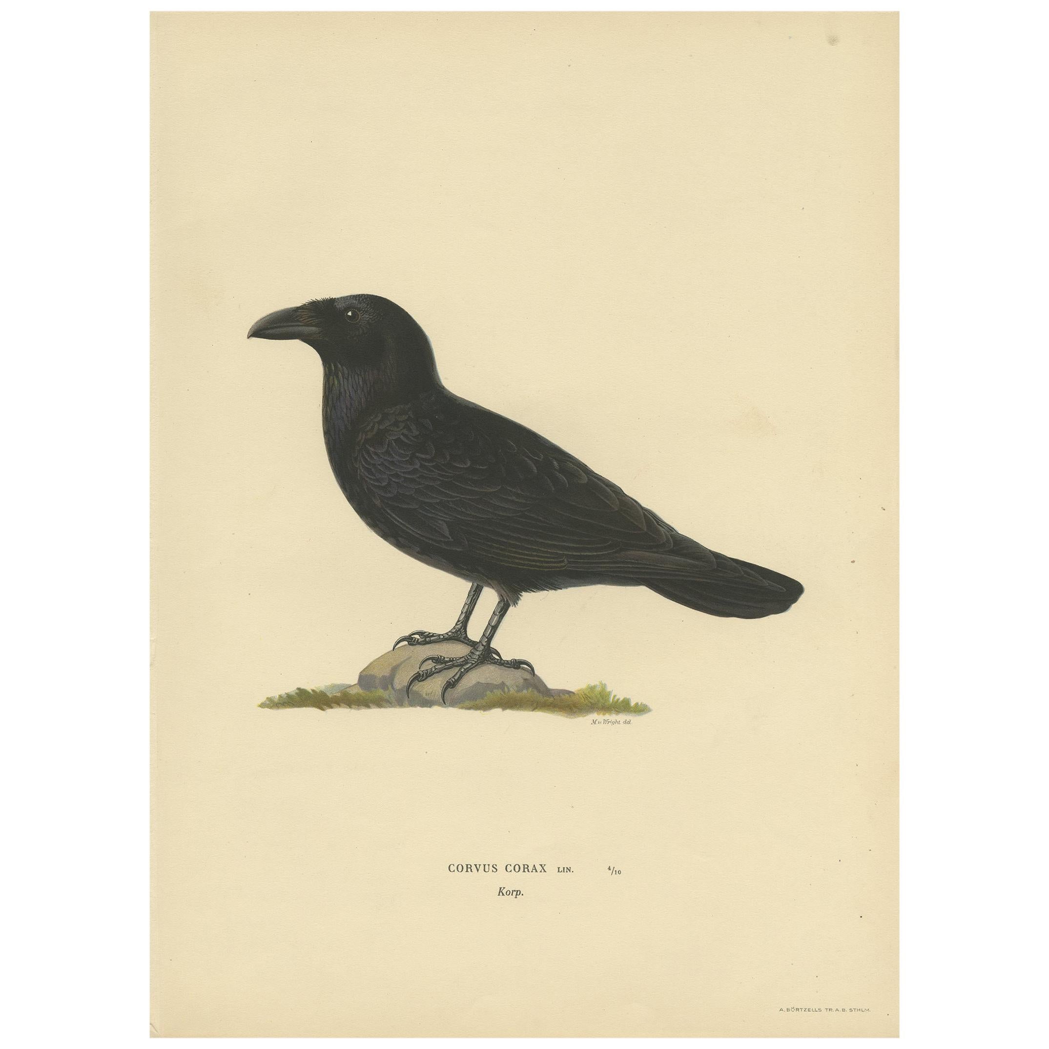 Antique Bird Print of the Common Raven by Von Wright, 1927