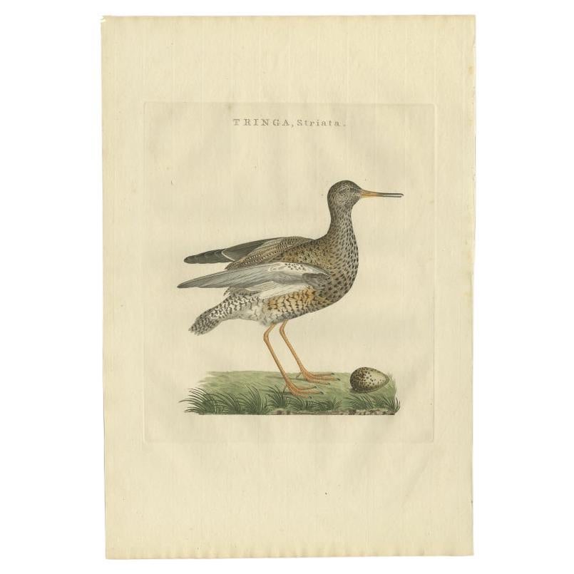 Antique Bird Print of the Common Redshank by Sepp & Nozeman, 1797