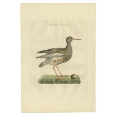 Impression ancienne d'oiseau du Redshank commun par Sepp & Nozeman, 1797