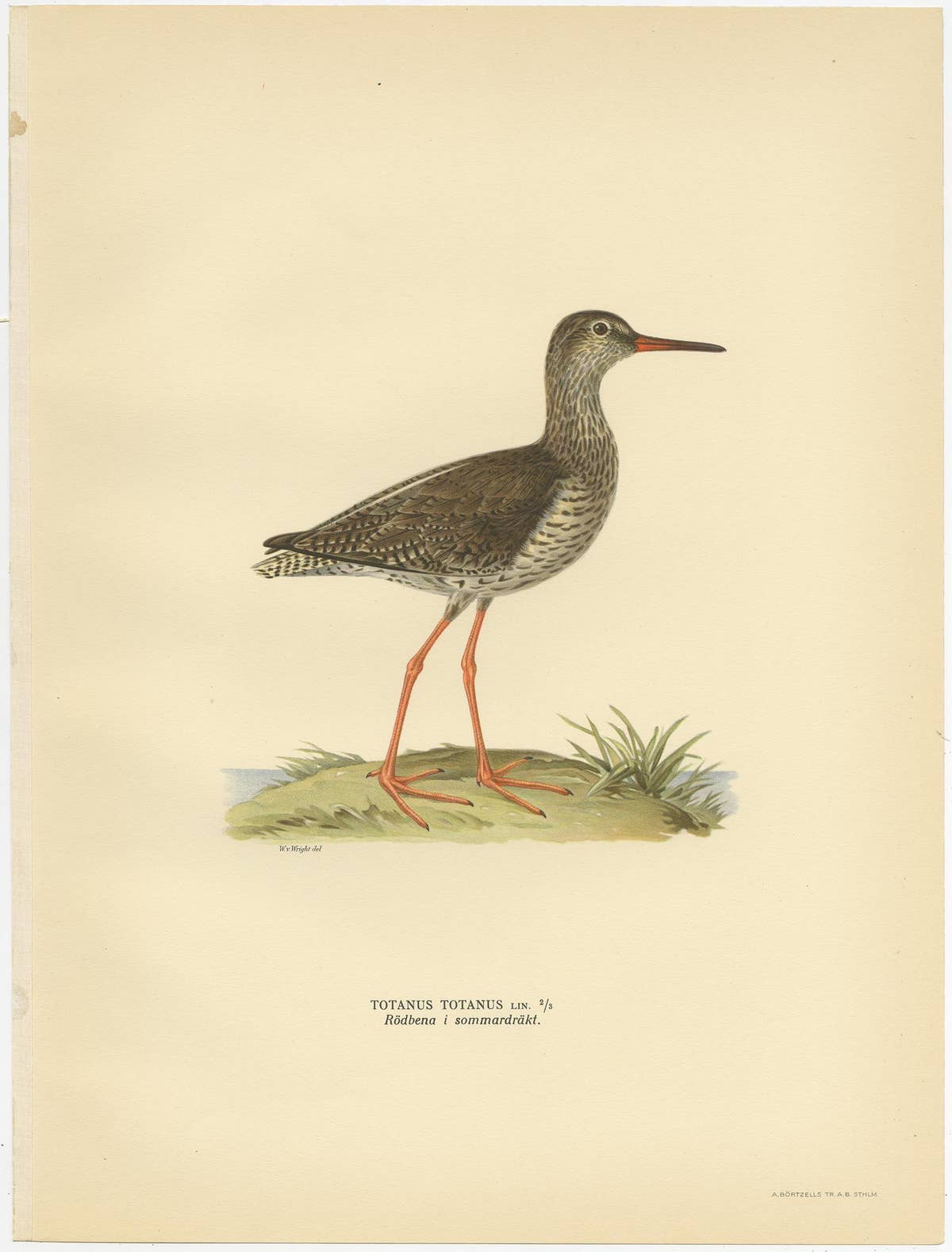 Antique Bird Print of the Common Redshank ;Summer' by Von Wright, 1929