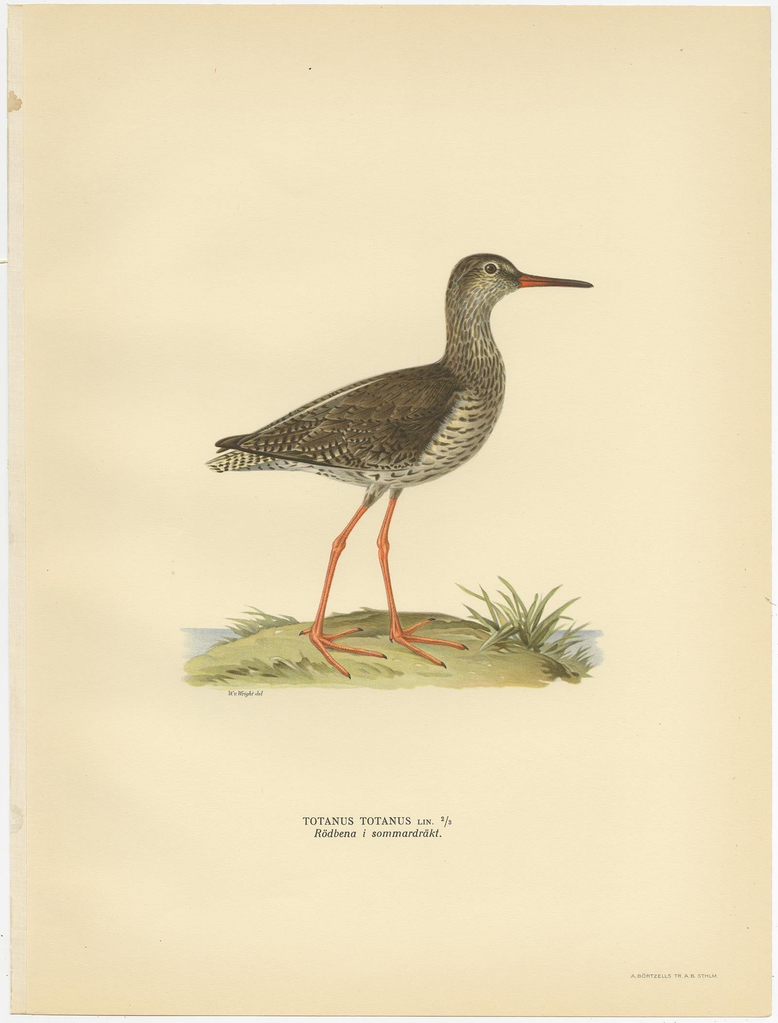 Antique Bird Print of the Common Redshank ;Summer' by Von Wright, 1929 In Good Condition For Sale In Langweer, NL