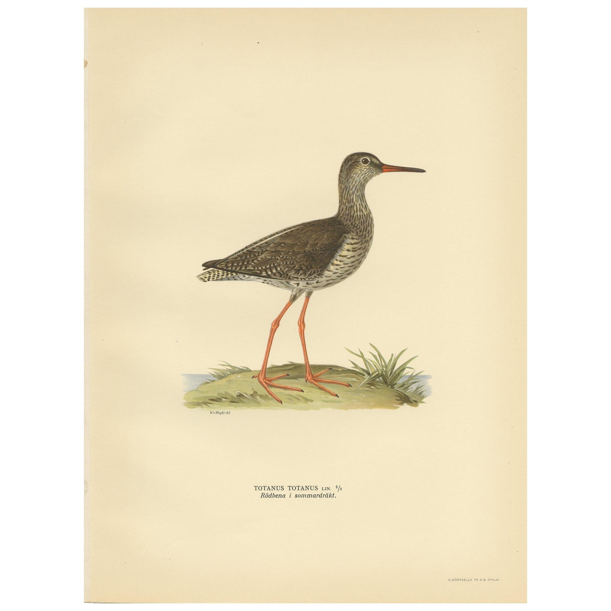 Antique Bird Print of the Common Redshank ;Summer' by Von Wright, 1929 For Sale