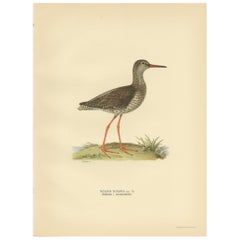 Stampa antica di uccelli di Von Wright, 1929, che ritrae la cannaiola, "Summer".