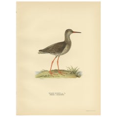 Vintage Bird Print of the Common Redshank ;Summer' by Von Wright, 1929