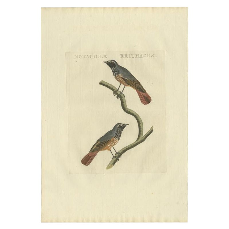 Antiker antiker Vogeldruck des Common Redstart von Sepp & Nozeman, 1809