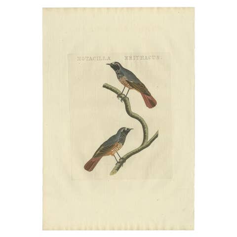 Motacilla Erithacus – Antique Common Redstart Print by Nozeman & Sepp, 1809
