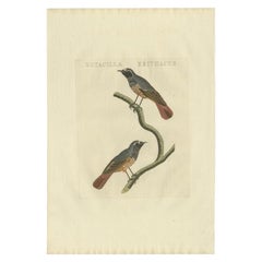 Antiker antiker Vogeldruck des Common Redstart von Sepp & Nozeman, 1809